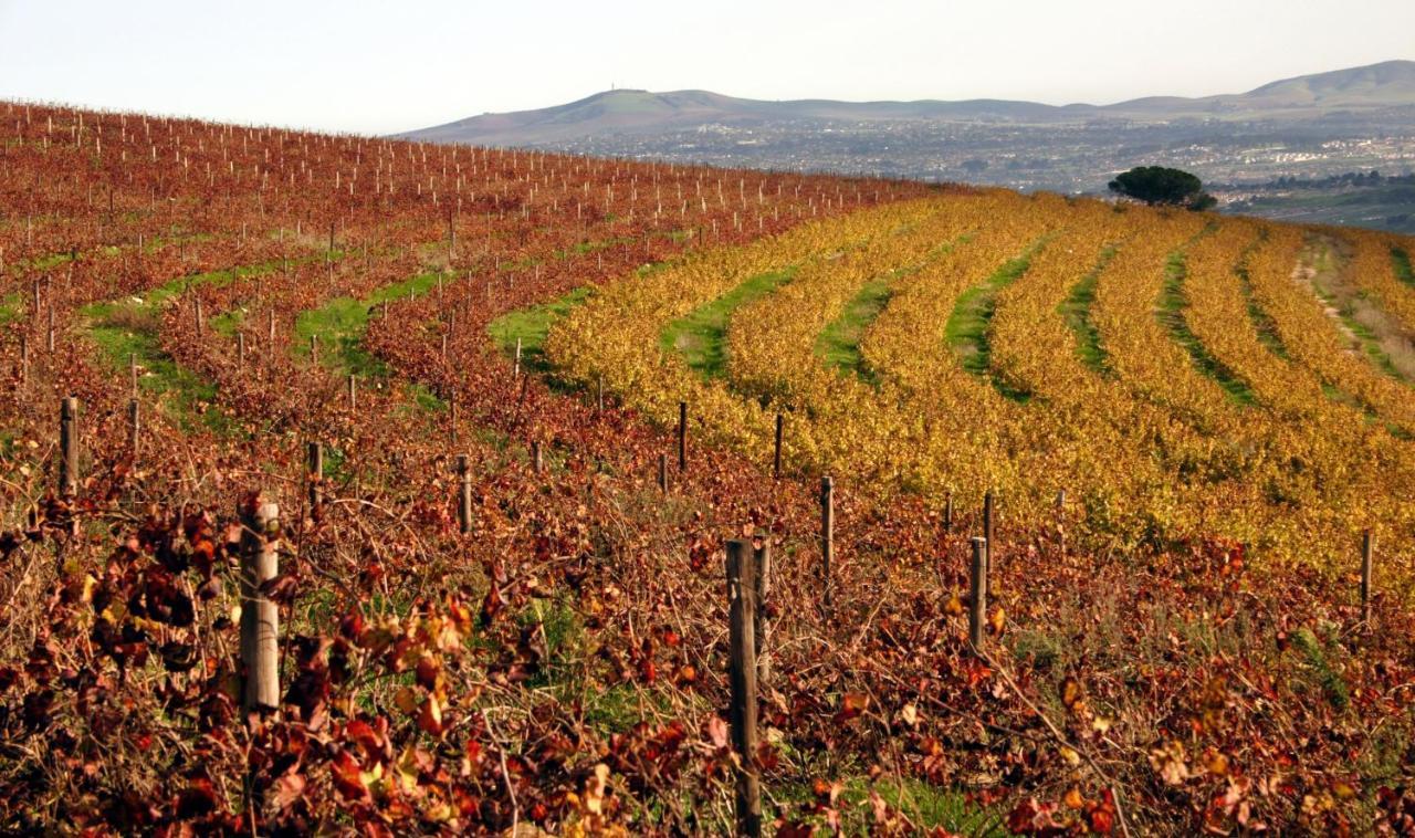 Mooiplaas Wine Estate Apartman Stellenbosch Kültér fotó