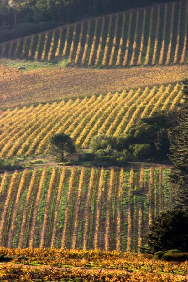 Mooiplaas Wine Estate Apartman Stellenbosch Kültér fotó