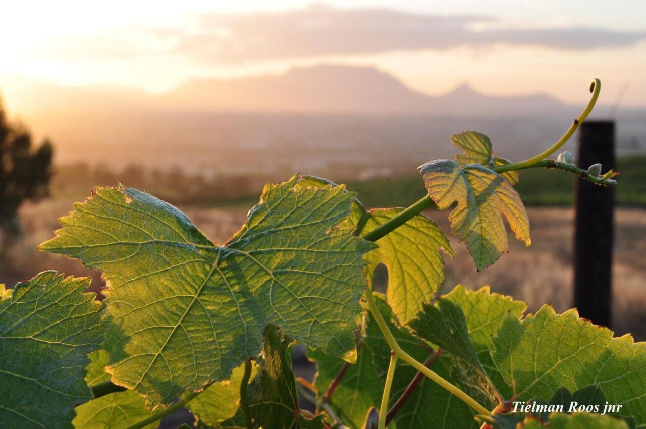 Mooiplaas Wine Estate Apartman Stellenbosch Kültér fotó